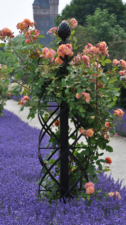 classic-garden-elements-rosensaule-charleston-mit-rose-aloha-in-worms-mini